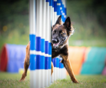 ���� ������� �����