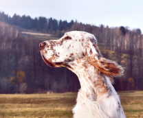 ������ � ���������