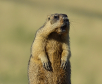 ������� �� ���������