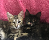 ������� � �������