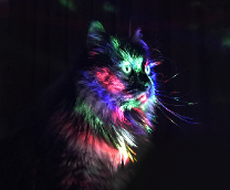 ����� ����