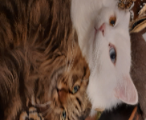 ��������)