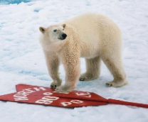 ����� ������� ������ �����.