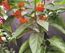 ����������� ������