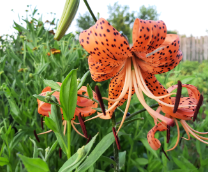 ���� ��������