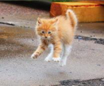 ����������� �������