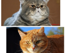 ��� ����