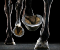 � �������