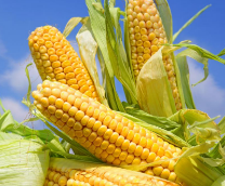 ������� ��������