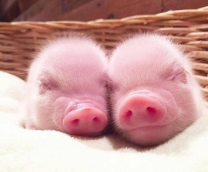 �������������� �����