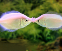 ��� ������������ ����