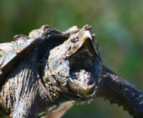 ��������� ������ �����������