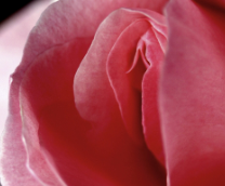 �������� ��