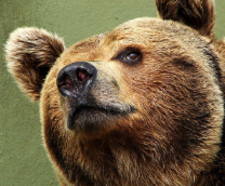 �������� � ��������