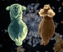 �� �������� / � ����� (��������)