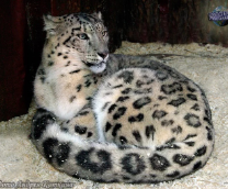 ������� ����