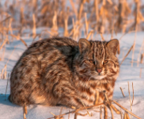 �������� ������ ���