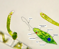 ������� ������������