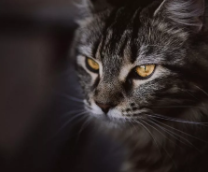 ���� � ������