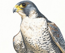 ����� ���������