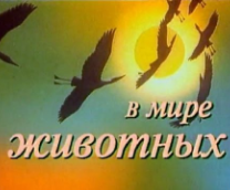 � ���� ��������