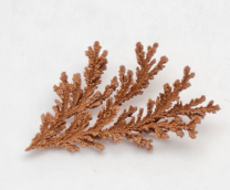 ��������� � ��������