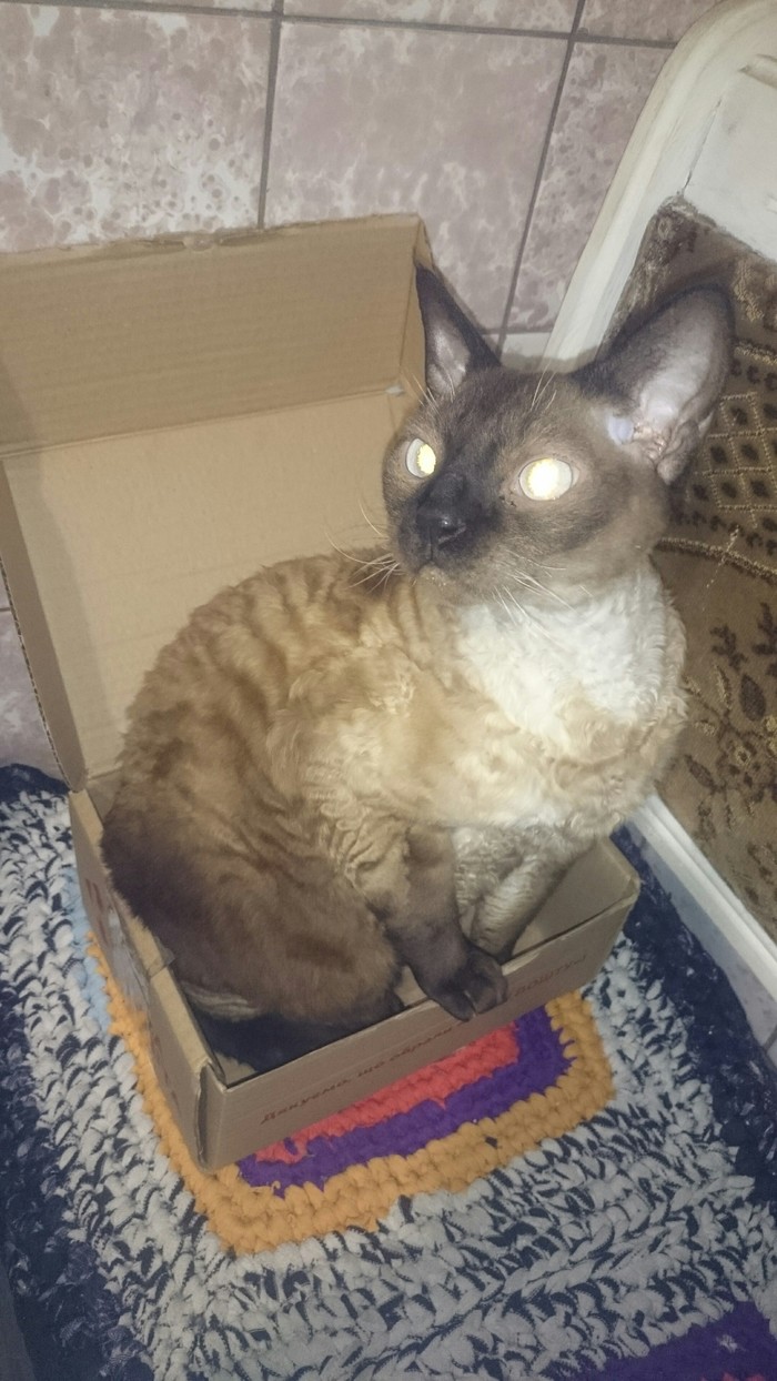 So we decided to show everyone) - My, Catomafia, Devon Rex, Longpost, cat