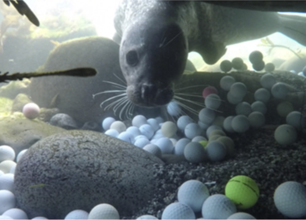 Freedivers retrieve 2.5 tons of golf balls from the Pacific Ocean - news, Ecology, Diving, Golf, Hobby