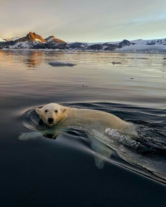 How's the water? - The photo, Bear, Polar bear, Water, Animals, The Bears