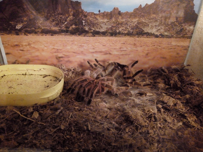 Grammasdola is finally shedding. - My, Bird spiders, Hobby, Pets, Spider, , Chilean Pink Tarantula, Grammostola