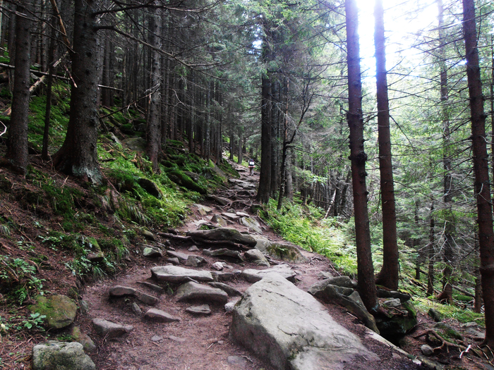 Mysterious Carpathian forest - My, Forest, Carpathians, Nature, The photo