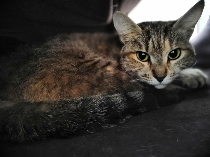 Rescued cat looking for a new home! Moscow and MO - My, cat, In good hands, Moscow, Moscow region, Pet, Josephine, No rating, Video, Longpost, Pets