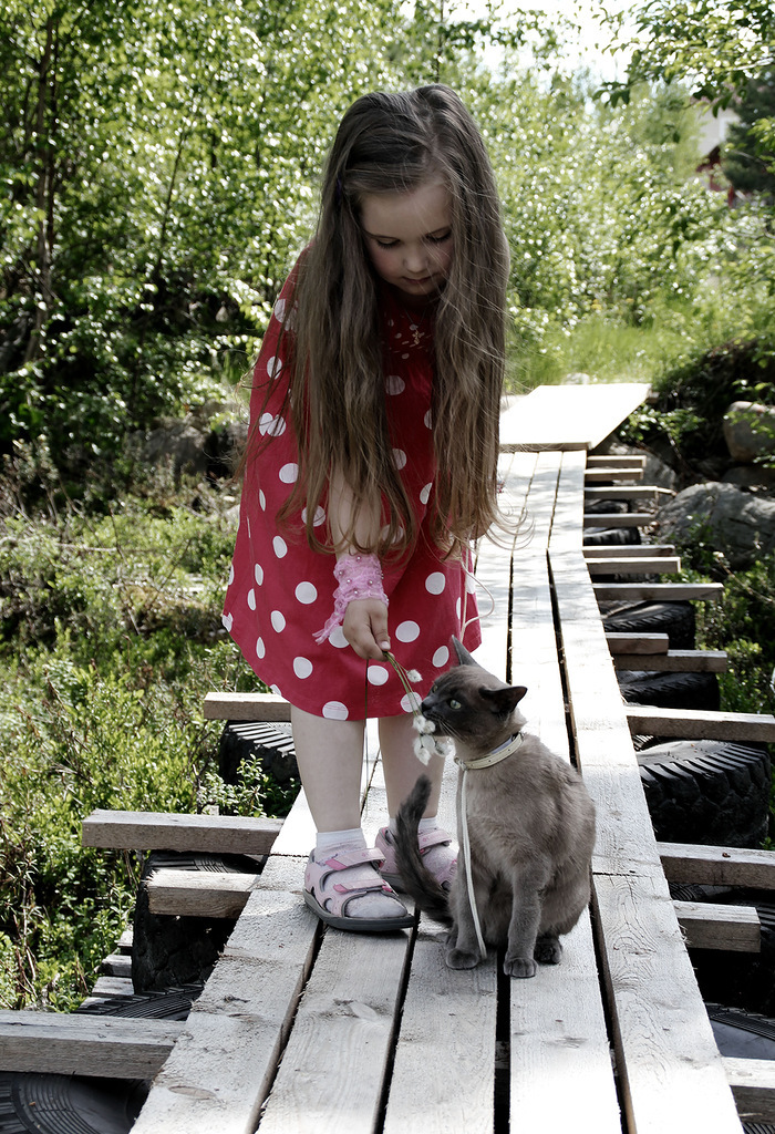 girls with cats - cat, Girl, Longpost