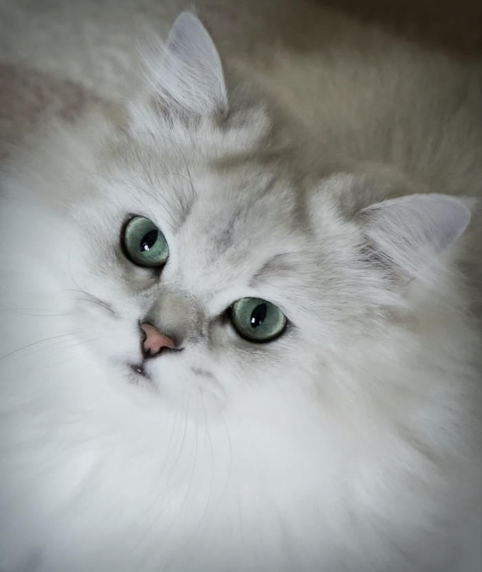 Give! - My, cat, Catomafia, British Longhair, Silver Chinchilla, Pet, Fluffy, Longpost, Pets