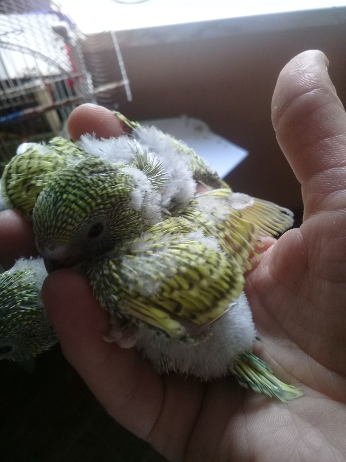 Как размножаются попугаи волнистые в домашних условиях фото пошагово