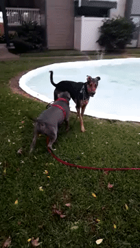 And he even liked - Dog, Swimming pool, Pushed, GIF