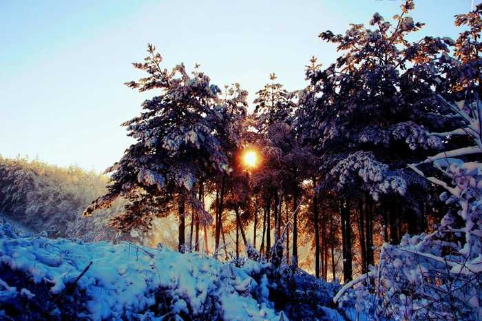 Winter - The photo, Winter, Snow, Forest