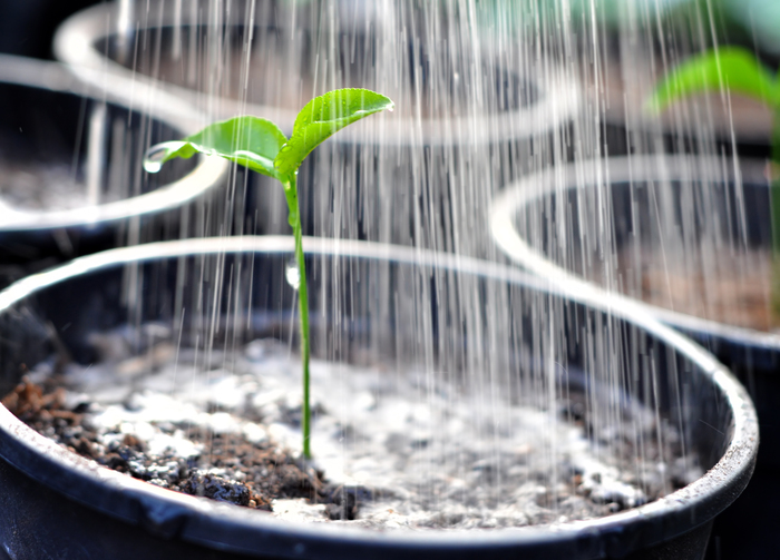 Water for watering houseplants - Care, Water, Longpost, My, Plants