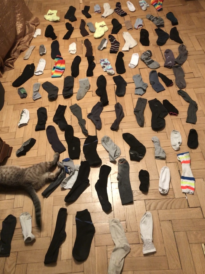 Where is my socks?! - My, Socks, Find a pair, Problem, cat, Pair, Laugh, A life, A real man, Longpost