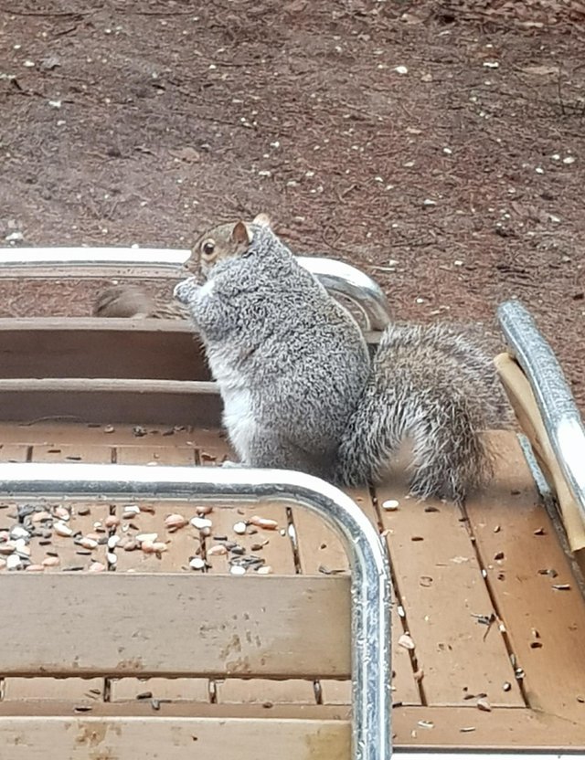 Squirrel - Squirrel, Bbw, The photo, Fullness