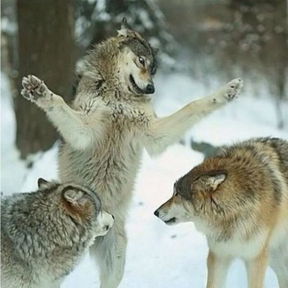 Guys let's be friends - The photo, Wolf, Dog