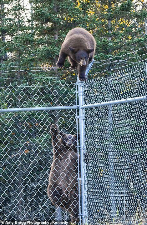 THE ESCAPE - Alaska, Animals, The Bears, USA, Longpost