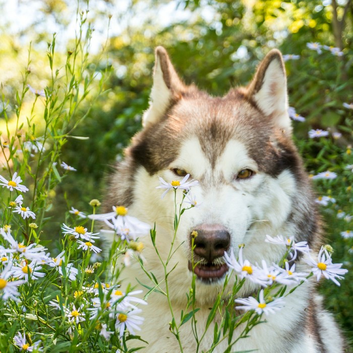 I wanted to take a picture of a dog in flowers, a bit of reality :) - My, Dog, Alaskan Malamute, The photo, Flowers, Forest, Longpost