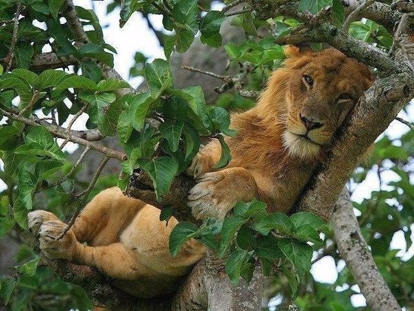 Tired - a lion, Tree, Fatigue, The photo