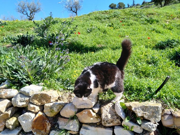 Philex in the fields - My, cat, Catomafia, , Fluffy, Spring