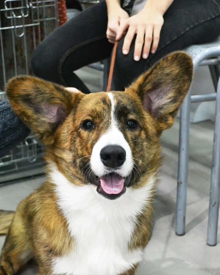 About the first exhibition or the first pancake…. - My, Dog show, Corgi, Welsh Corgi Cardigan, Dog, Puppies, Canines, Debut, Longpost