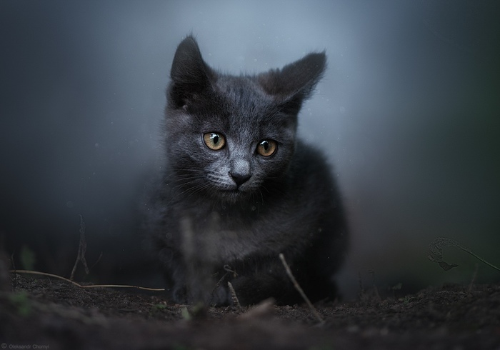 Котик в тумане...