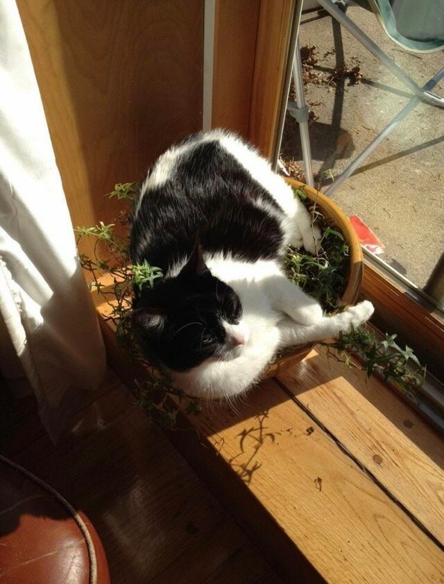 Cats in flower pots - cat, Flowers, A selection, Longpost, Flower pot, Pets