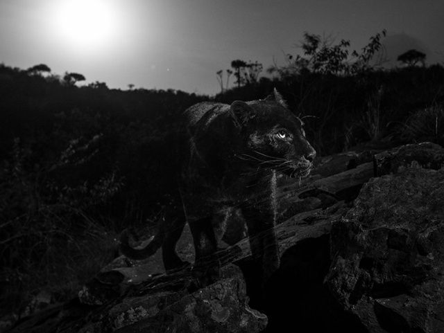 Photograph of a black leopard for the first time in 100 years - Longpost, The photo, Nature, Interesting, Leopard, Kenya, Black Panther