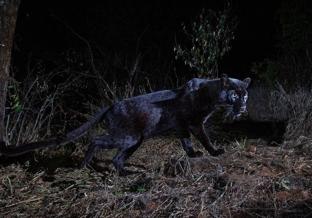 Photograph of a black leopard for the first time in 100 years - Longpost, The photo, Nature, Interesting, Leopard, Kenya, Black Panther